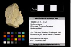 Foto (Objekt + Etikett) von Goniodromites sp.  (NHMW-GEO-1990-0041-2517)